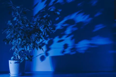 Ficus near the empty wall in the moon light. Toned Stock Photos