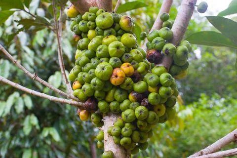 Ficus Nota fruit that is still green and yellow Stock Photos