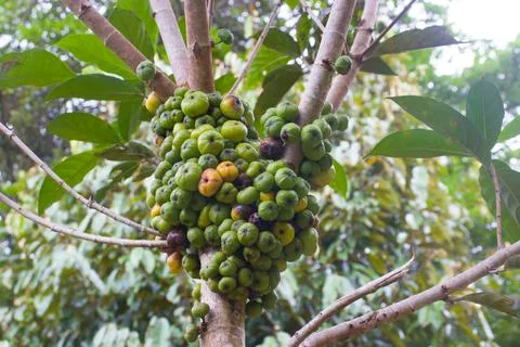 Ficus Nota fruit that is still green and yellow Stock Photos