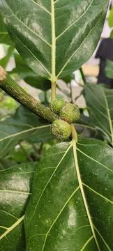 Ficus nota Stock Photos