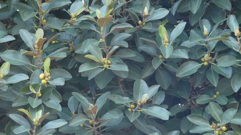 Ficus obliqua, commonly known as small-leaved fig Stock Footage 85189749