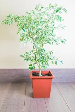 Ficus over wood background Stock Photos