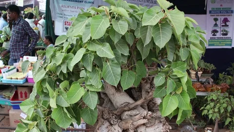 Ficus-petiolaris Stock Footage 114278859