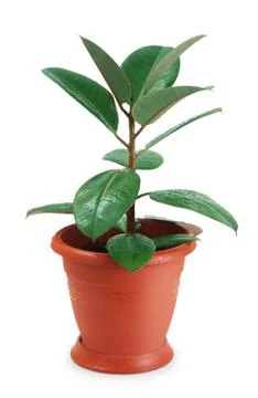 Ficus Stock Photos