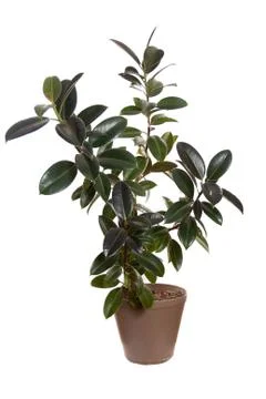 Ficus Stock Photos