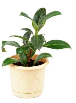 Ficus Stock Photos
