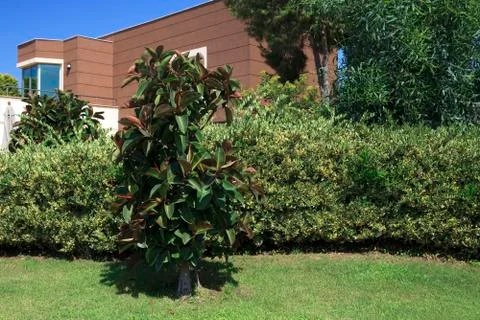 Ficus. 스톡 사진