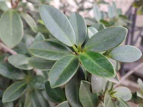 Ficus Stock Photos