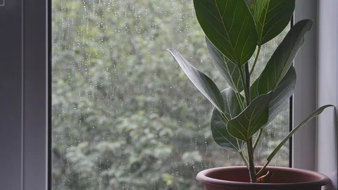 Ficus plant in flower pot with bad rainy weather outside window Stock Footage 113461681
