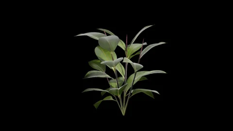 Ficus Plant gently swaying in a soft summer breeze Stock Footage 330135744