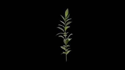 Ficus Plant gently swaying in a soft summer breeze Stock Footage 330135921
