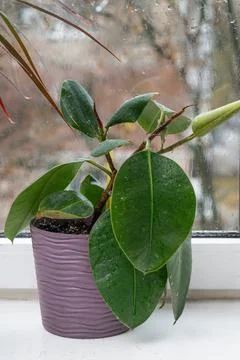 A ficus plant grows in a pot on the window sill. Stock Photos