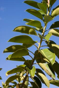 Ficus plant Stock Photos