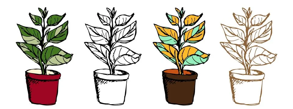 Ficus plant in pot, vector botany illustration Stock Illustration