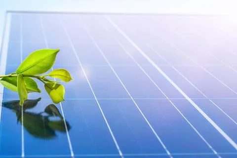 Ficus plant sprout on the solar panel Stock Photos