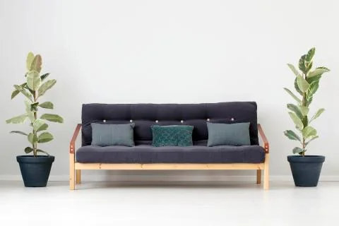 Ficus plants in minimal interior Stock Photos