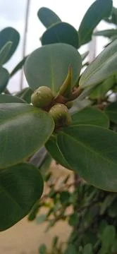 Ficus platypoda Stock-Fotos
