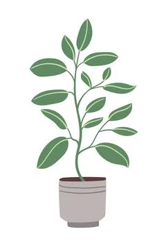 Ficus in pot Stock Illustration