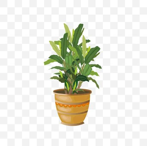 Ficus in pot isolated illustration Stock Illustration