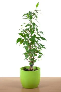Ficus in a pot on the table isolated on white Stock Photos