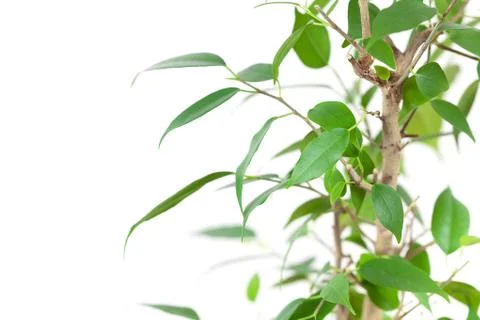 Ficus in a pot on the table isolated on white Stock Photos