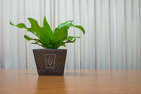 Ficus in a pot on the table Stock Photos
