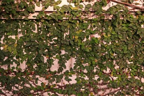 Ficus pumila or creeping fig, a vigorous, fast-growing, evergreen climbing vine Stock Photos