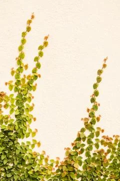 Ficus Pumila Stock Photos