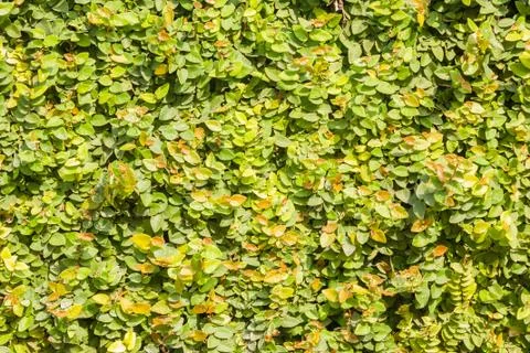 Ficus Pumila Foto stock