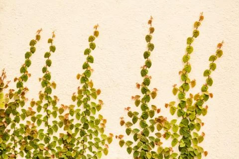 Ficus Pumila Stock Photos