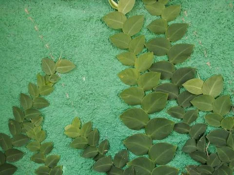 Ficus pumila 스톡 사진
