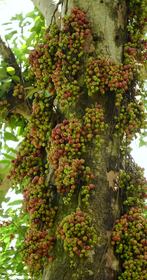 Ficus racemosa, the cluster fig, red river fig or gular, is a species of plant. Stock Footage 281059608