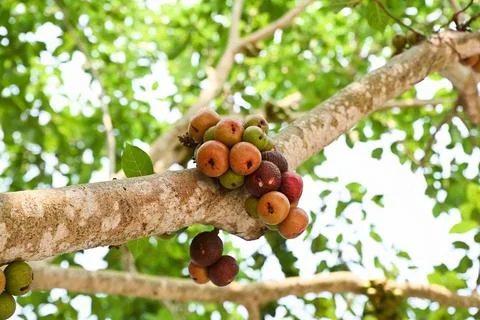 Ficus racemosa cluster fig tree branch with ripe red and brown fruits famil.. Stock Photos