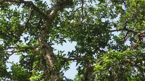 Ficus racemosa Stock-Footage 333985612