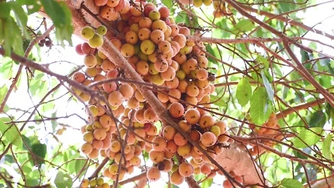 Ficus Racemosa, Indian fig tree ripe fruit Stock Footage 238897336