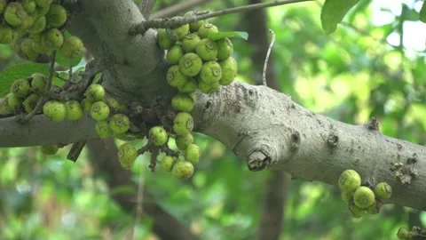 Ficus racemosa, or cluster fig, a large deciduous tree bearing edible figs Stock Footage 312495397