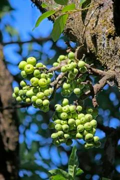 Ficus racemosa Stock Photos