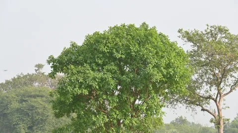Ficus racemosa tree. 動画素材 343400830