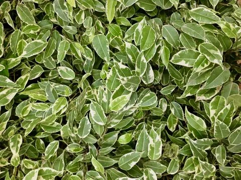 Ficus Radicans Variegata Stock Photos