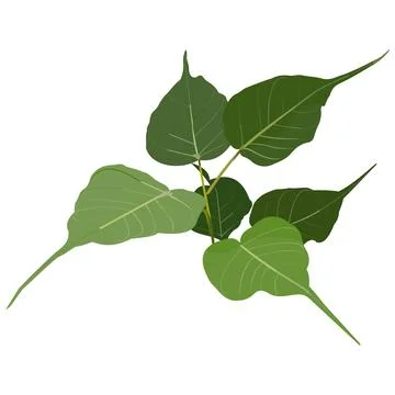 Ficus religiosa Stock Illustration