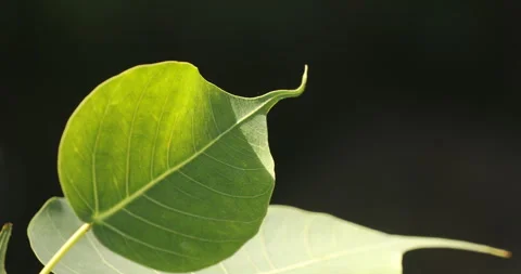 Ficus Religiosa Leaf macro shot Stock Footage 288488007