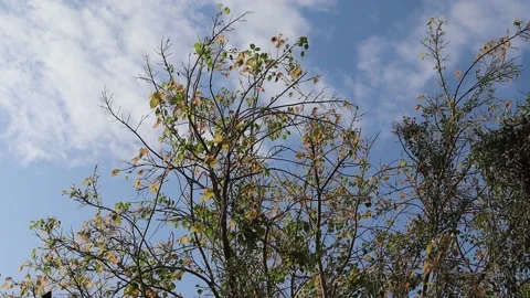 Ficus religiosa leaves and tree blown blind the wind Video stock 144937148