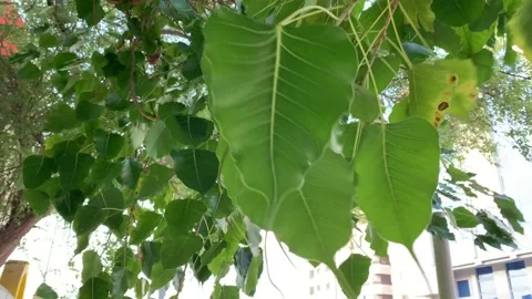 Ficus religiosa or Peepal tree Leaves Stock Footage 144740350