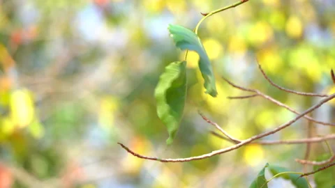 Ficus religiosa or sacred fig Bodhi tree, Green leaf on windy on leaf tree Video stock 148396900