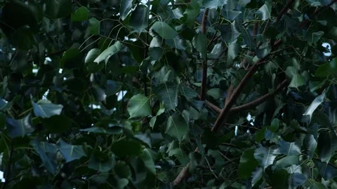 Ficus religiosa or sacred fig branch and leaf. Stock Footage 313352603
