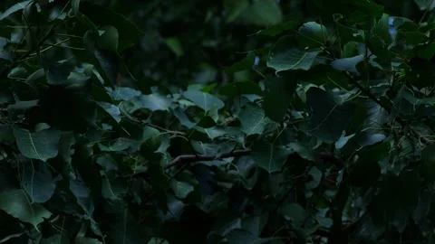 Ficus religiosa or sacred fig branch and leaf. Stock Footage 313352625