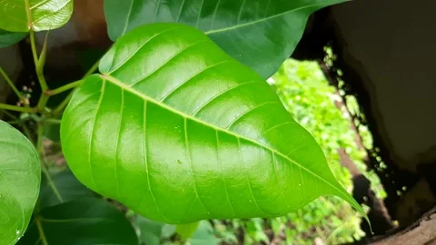 Ficus religiosa (peepal) leaf in India. Stock Footage 140161345