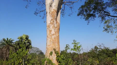 Ficus religiosa( peepal ) tree. Stock Footage 173715619