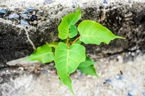Ficus religiosa Stock Photos