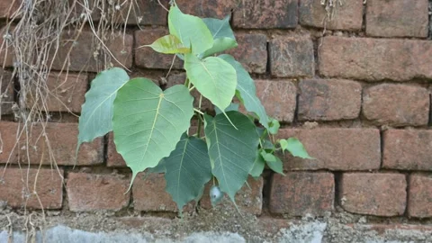 Ficus religiosa plant growing on brick walls. Vídeos de archivo 312344233